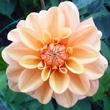Gingersnap - Small Informal Decorative