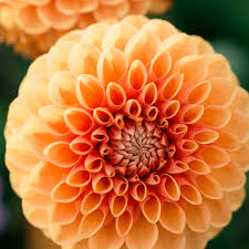 Maarn - 4" Decorative