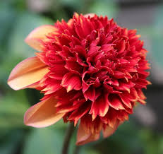 Gitty Up - 3" Novelty