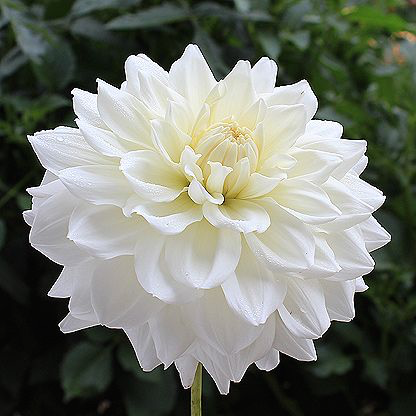 Lady Nathalie - 6" Decorative
