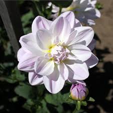 Porcelain - 4-5" Waterlily