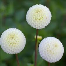 Small World - 1.5" Pompom
