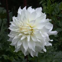 Yuukyu - 5" Decorative 