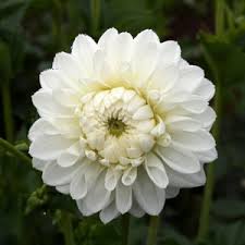 Blizzard - 4" Decorative
