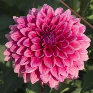 Mystique - 5" Decorative