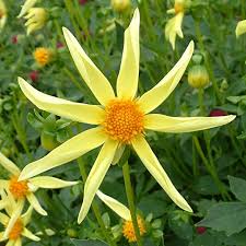 Honka - 3" Orchid