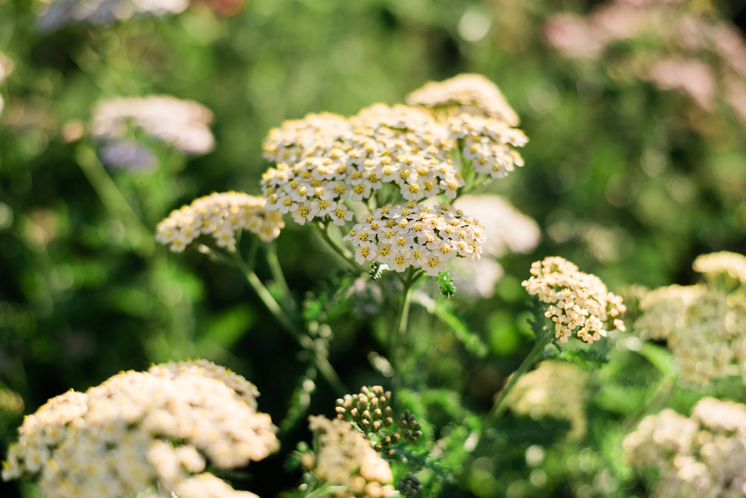 Bellingham_FreeRangeFlowers_CaylieMashPhotography_September_52.jpg
