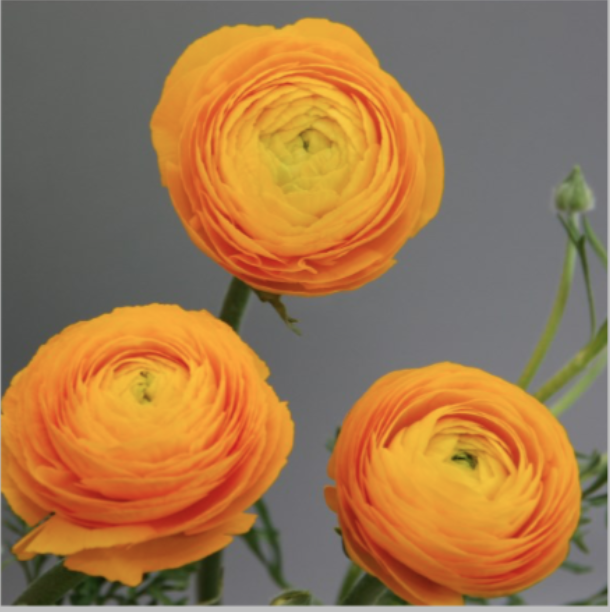Ranunculus ‘La Belle Gold’
