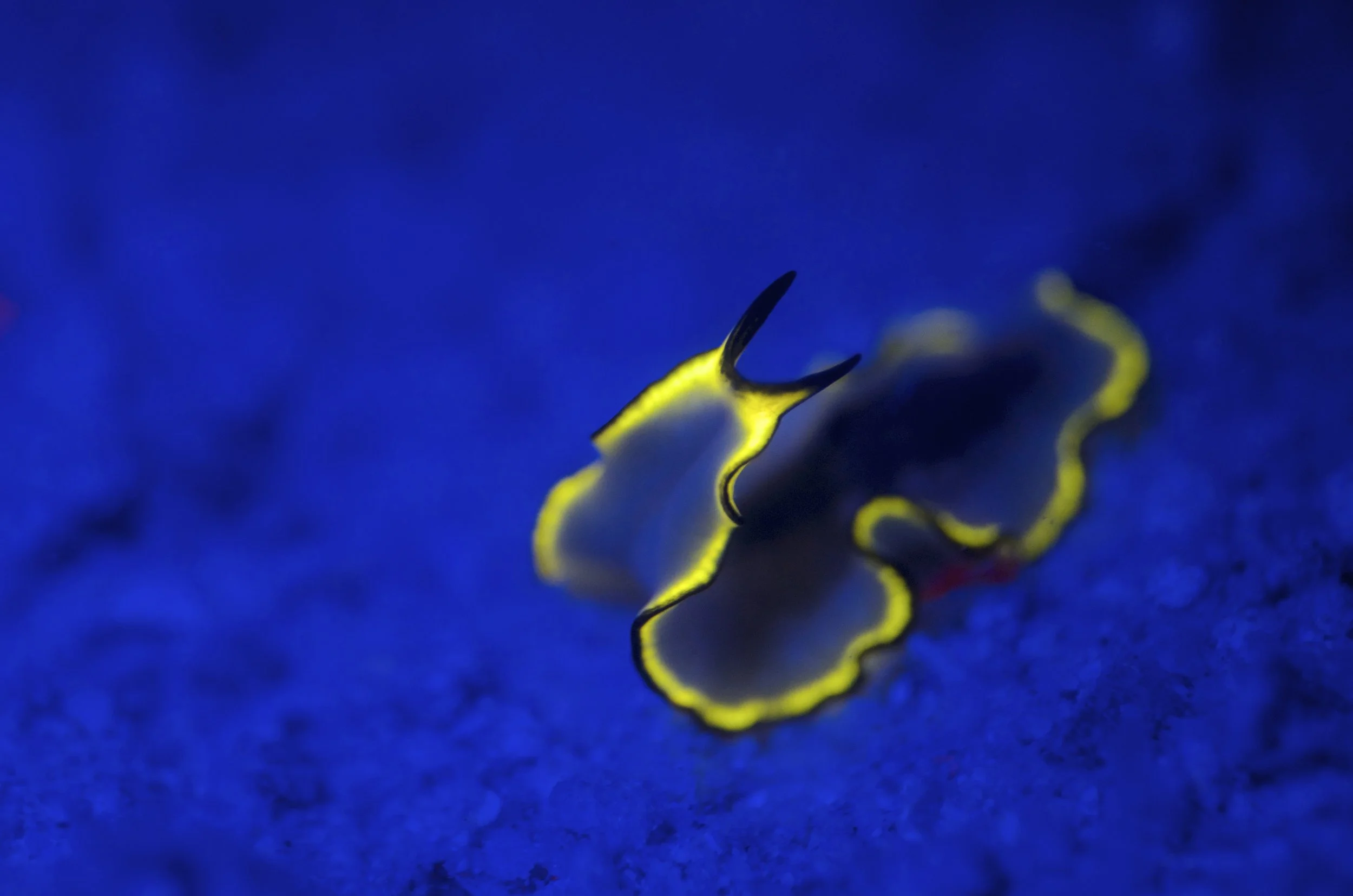 Photo credit and copyright: Divers Den