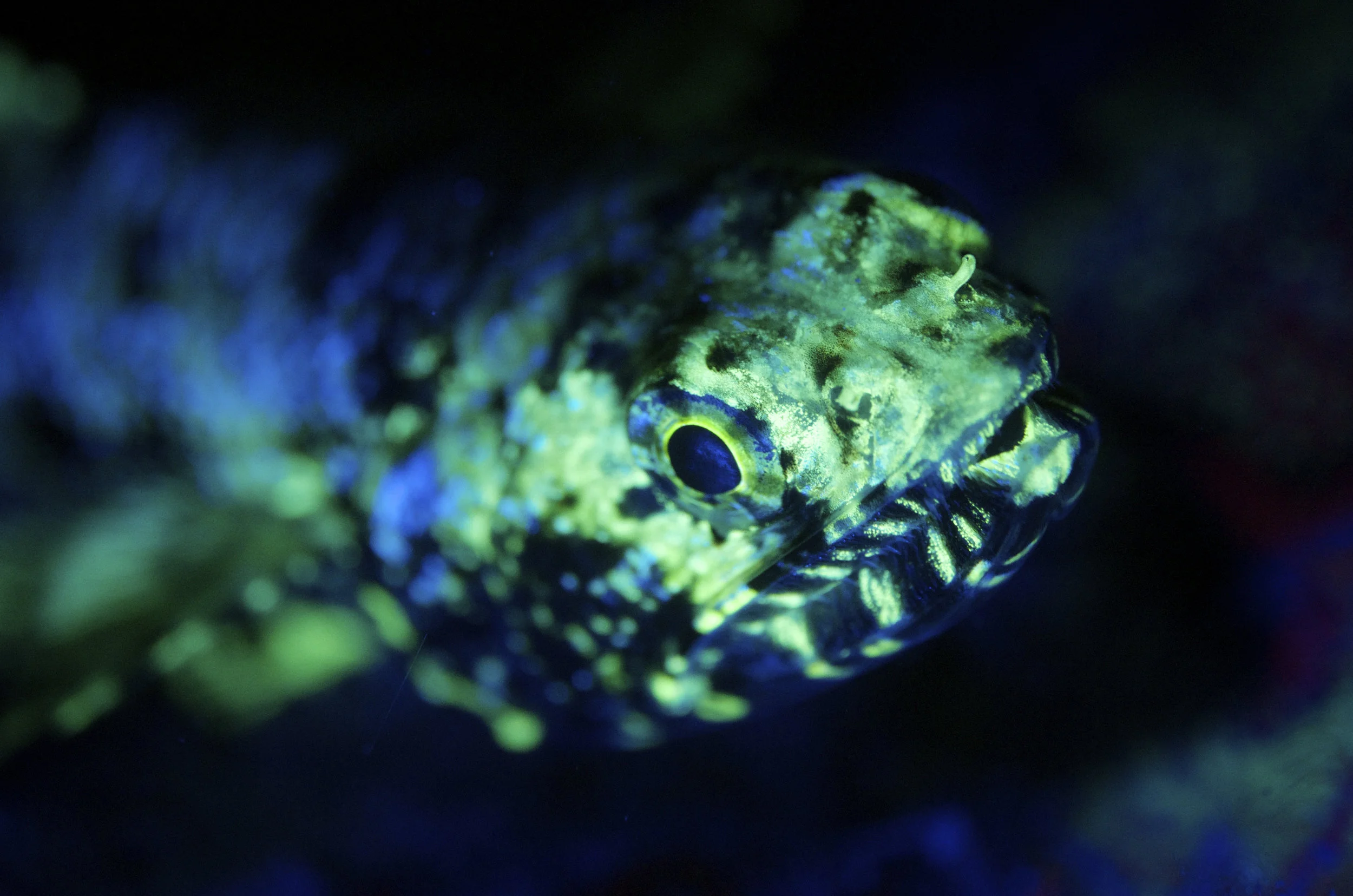 Photo credit and copyright: Divers Den