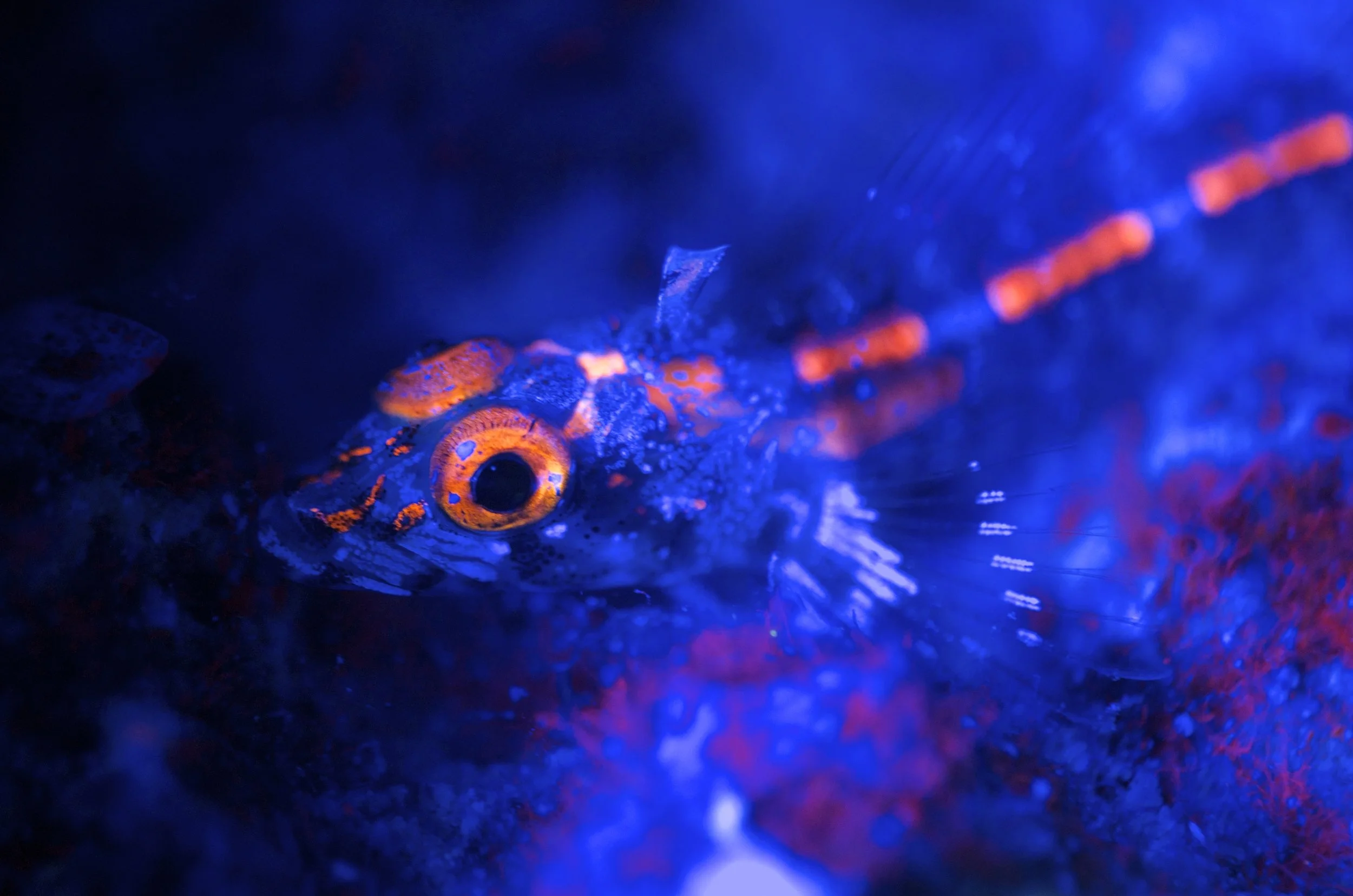 Photo credit and copyright: Divers Den