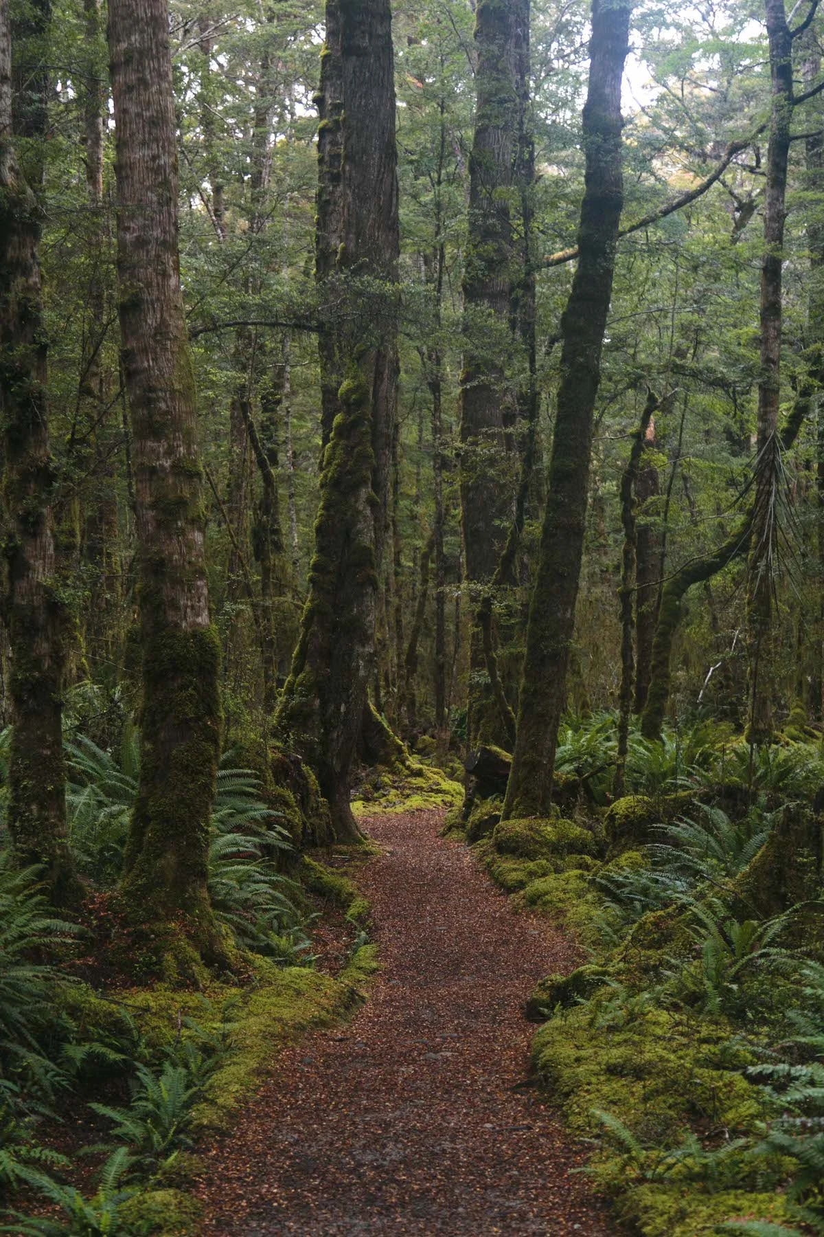 Lots of lush, fantastical goblin forests on the Kepler Track