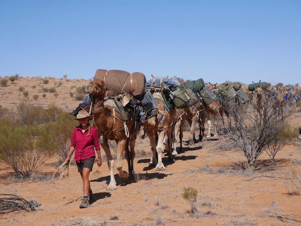Cameleering in the Simpson Desert