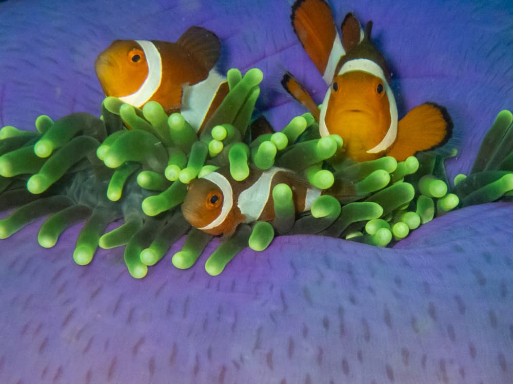 clown fish 3.jpg
