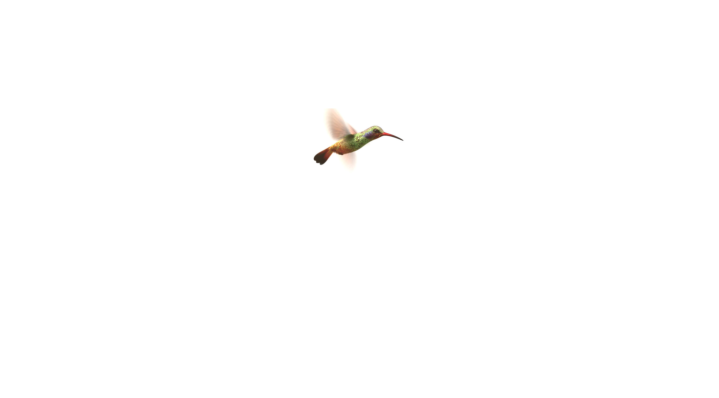 hummmingbird screen still web.jpg