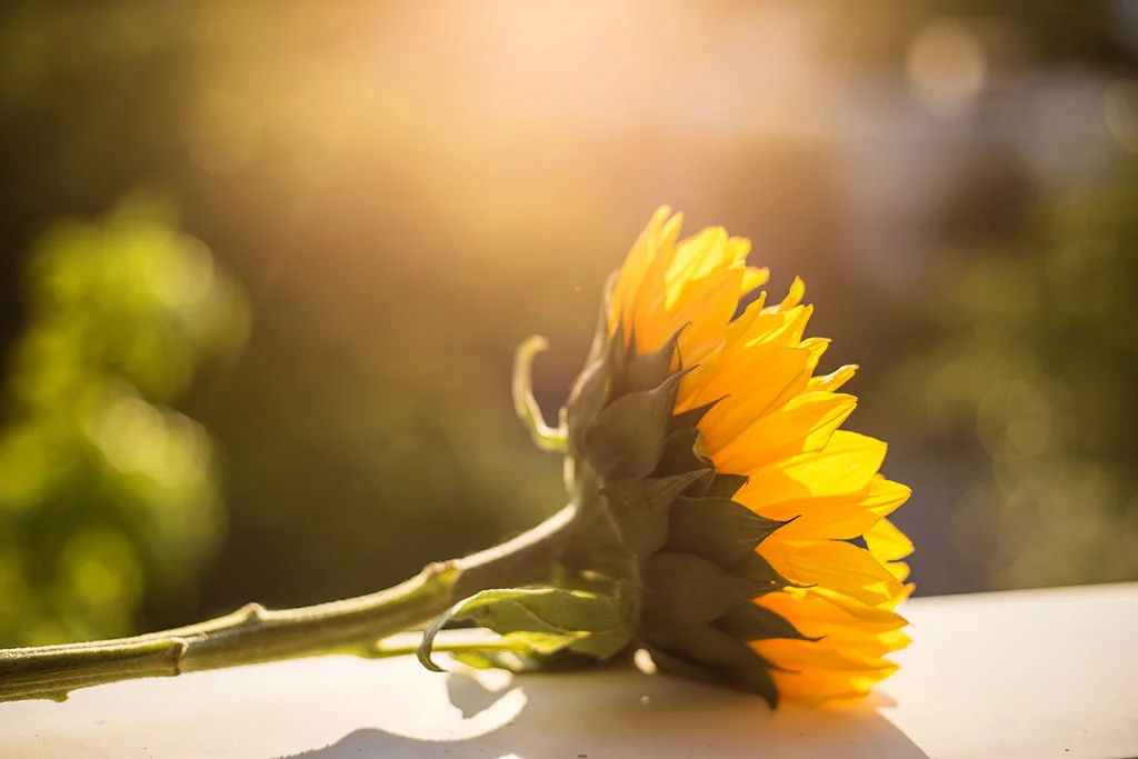Sunflower-in-backlight-by-Atlanta-photographer-Chanel-French.jpg