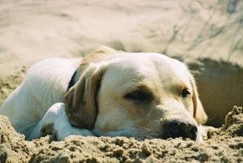 Charlie