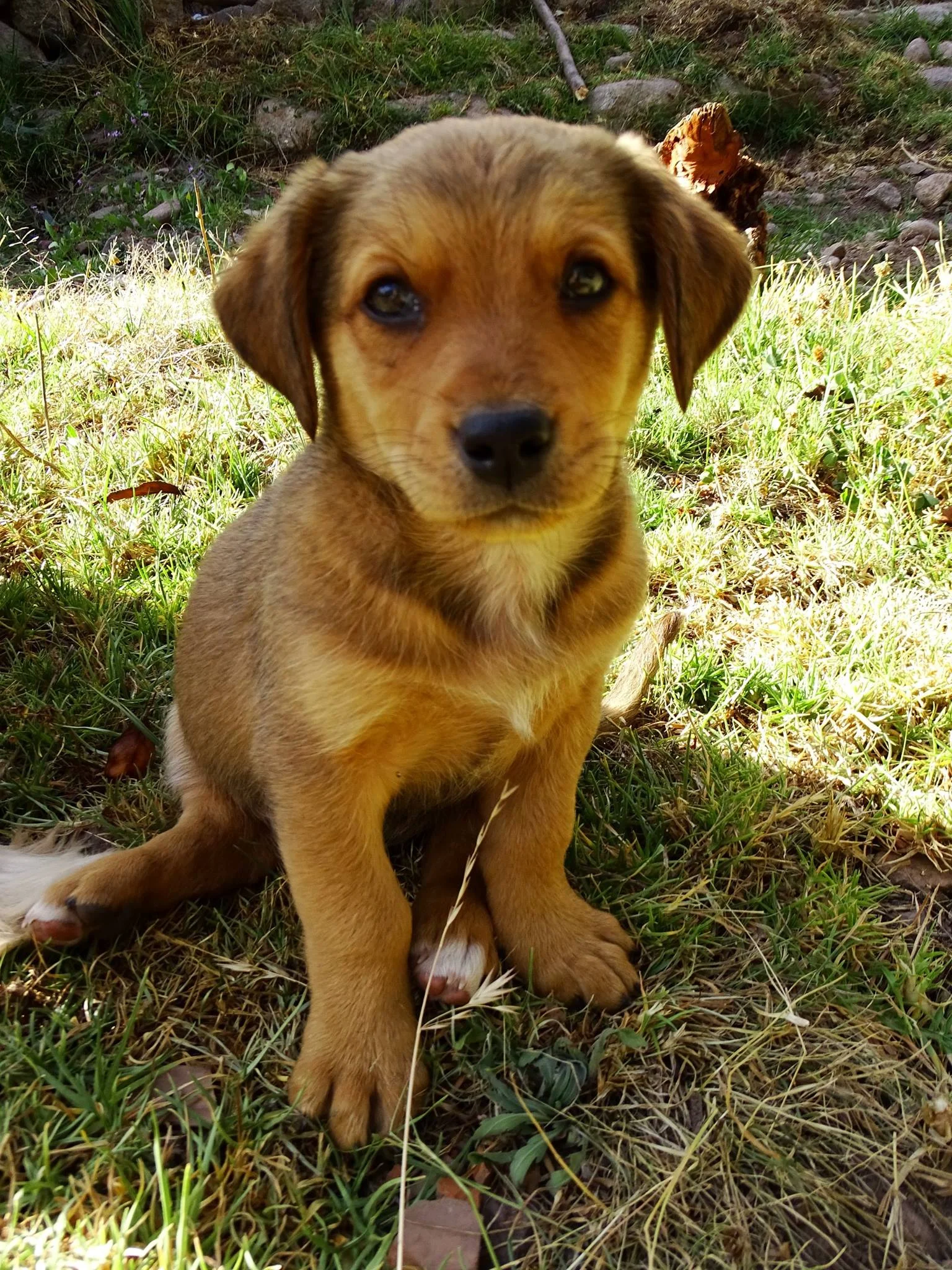 Humboldt, the explorer