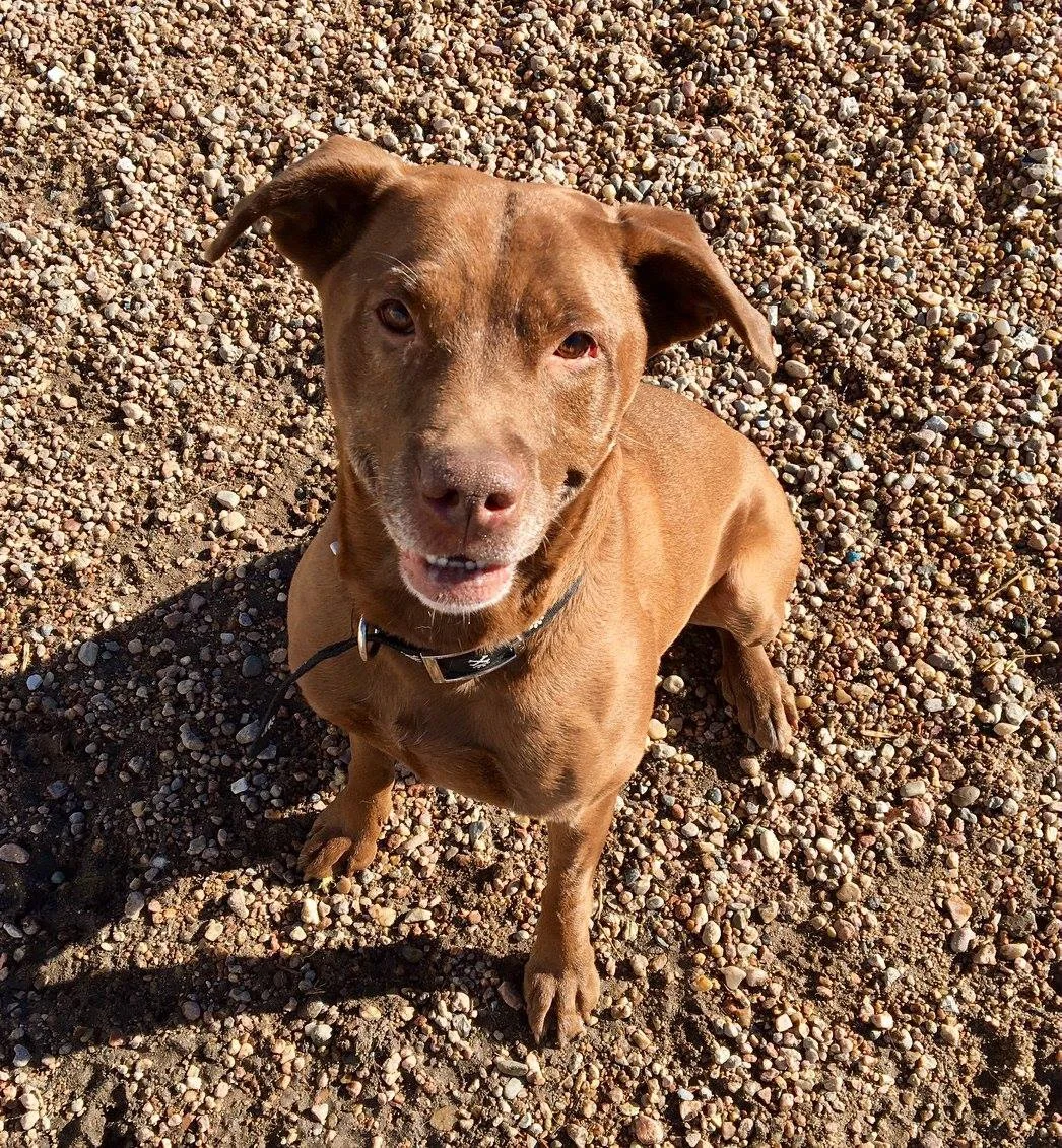 Katie - Lab Mix.jpg