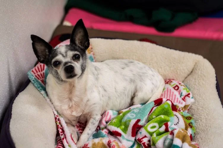 JoJo - Chihuahua.jpg