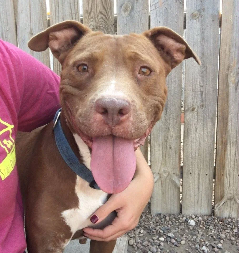 M'Lynn - Pitbull Mix.jpg