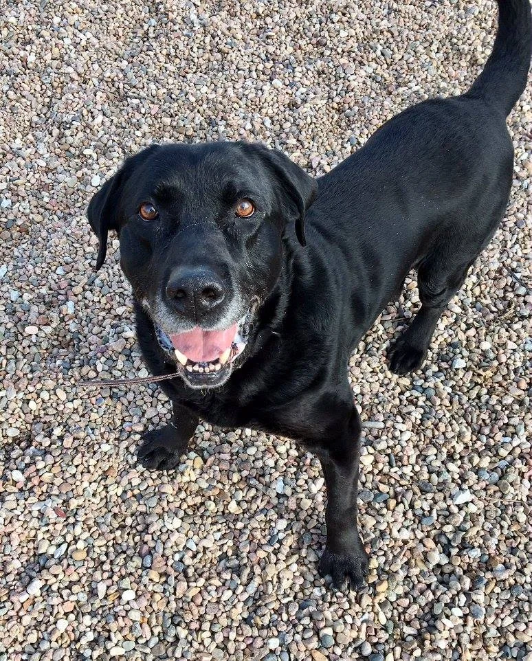 Barney - Lab.jpg