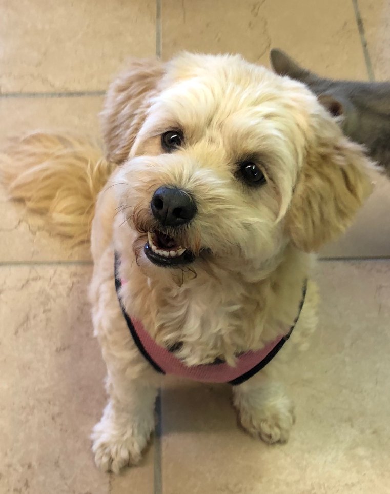 Daisy Sue - Shihtzu Mix.jpg