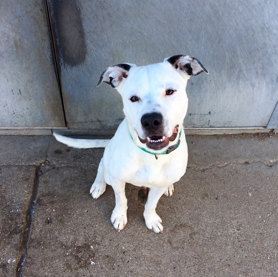 Rascal - American Bulldog.jpg