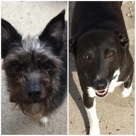 Petra terrier mix and Kody whippet:terrier mix.jpg