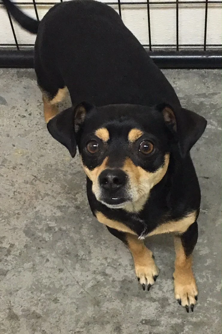 Casey Chihuahua mix.jpg