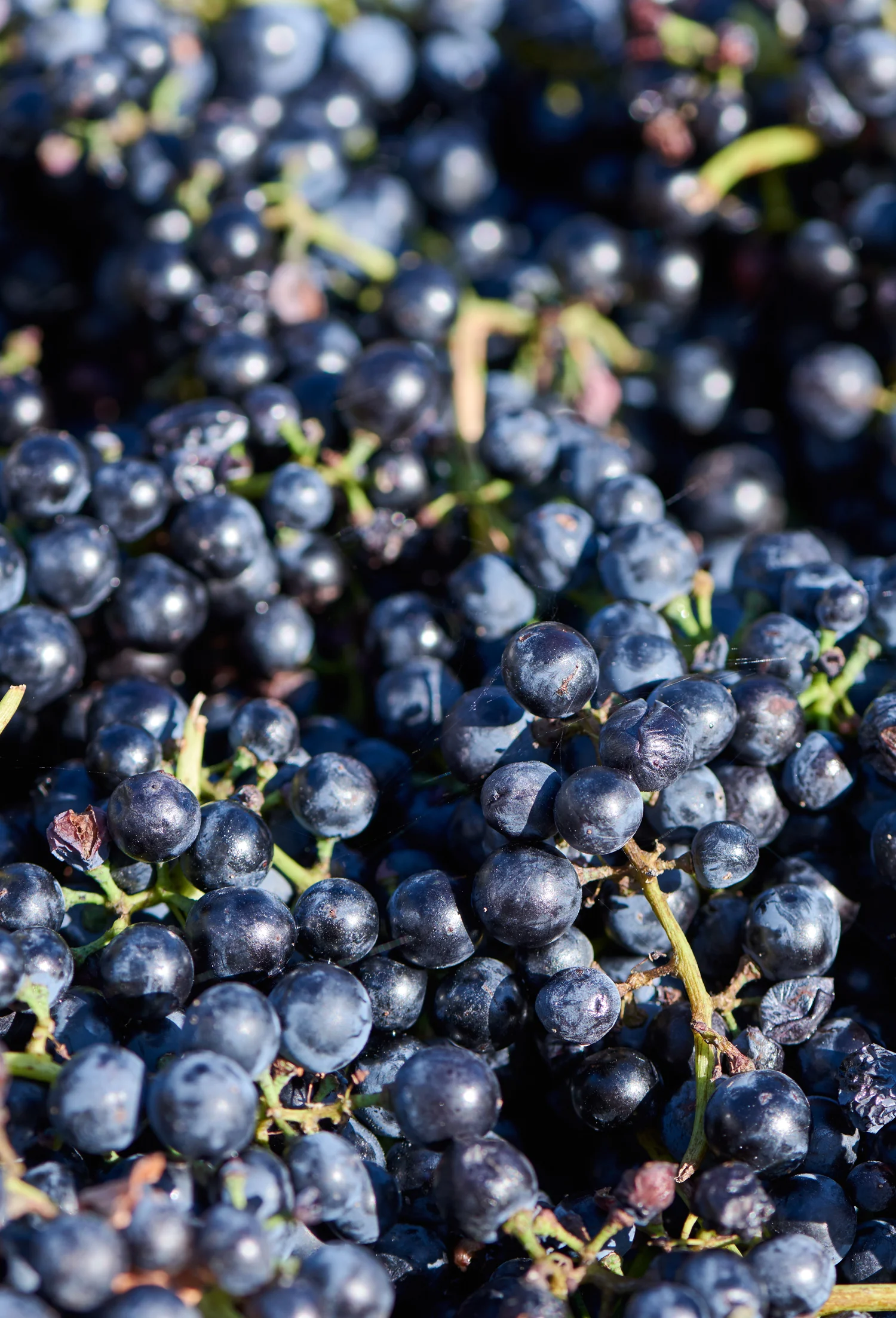 Cloud9_GrapeCrushing2016Web_DSC0762.jpg