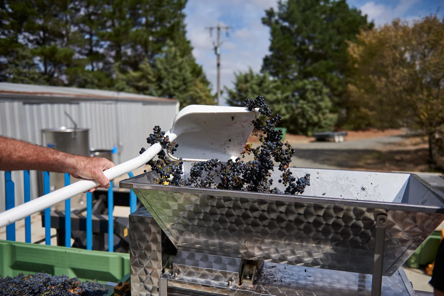 Cloud9_GrapeCrushing2016Web_DSC0838.jpg