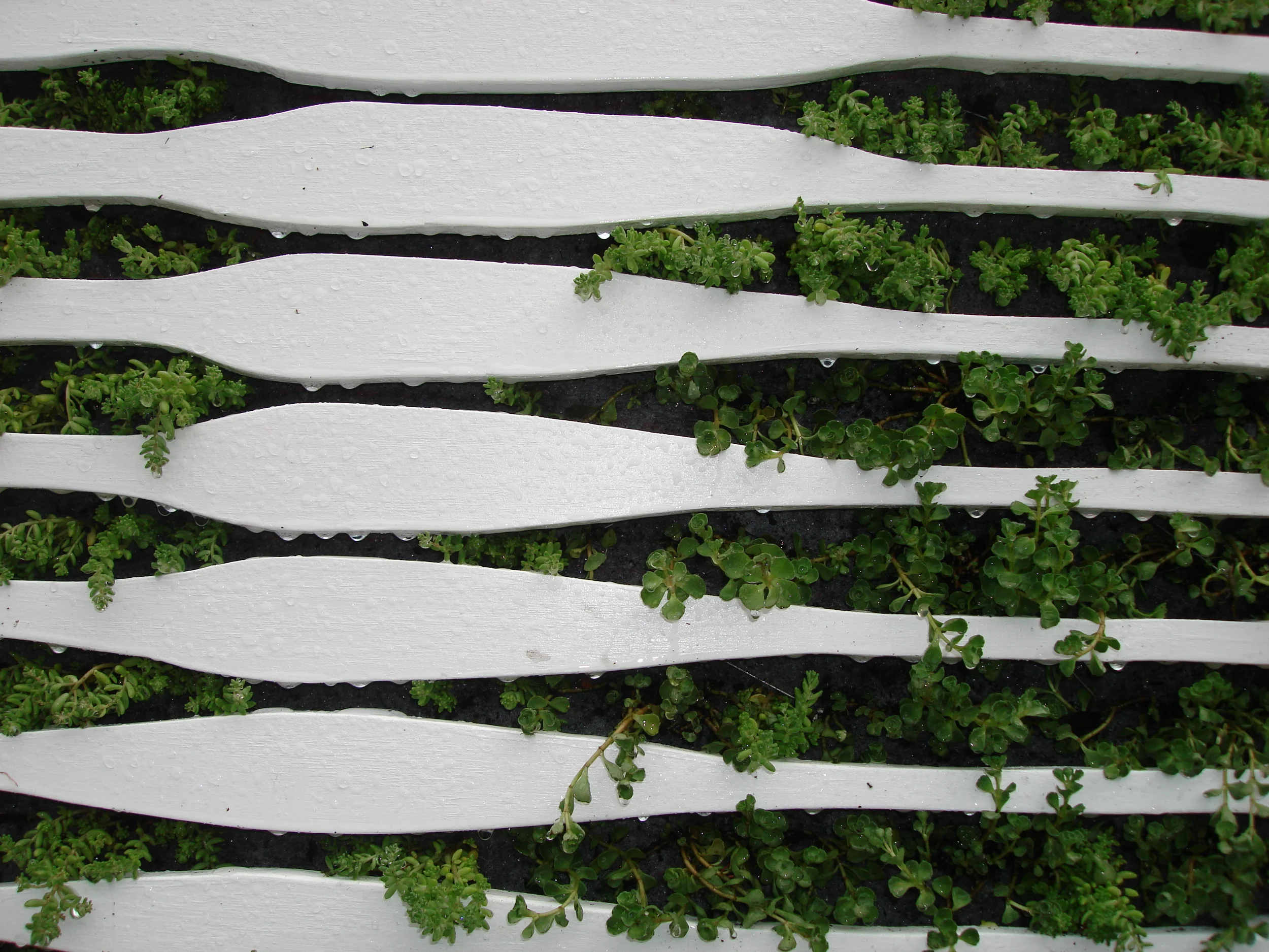 Living portrait_detail4.JPG