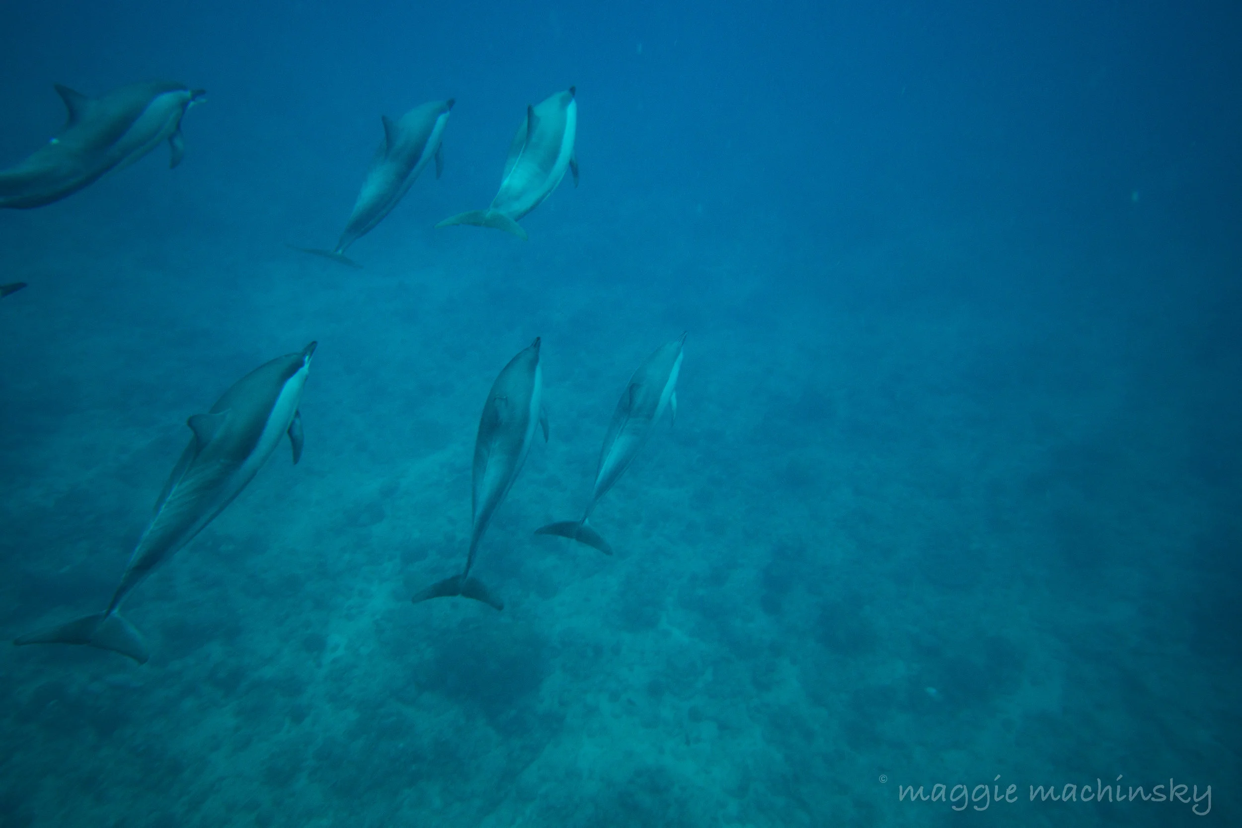 Underwater Mauritius