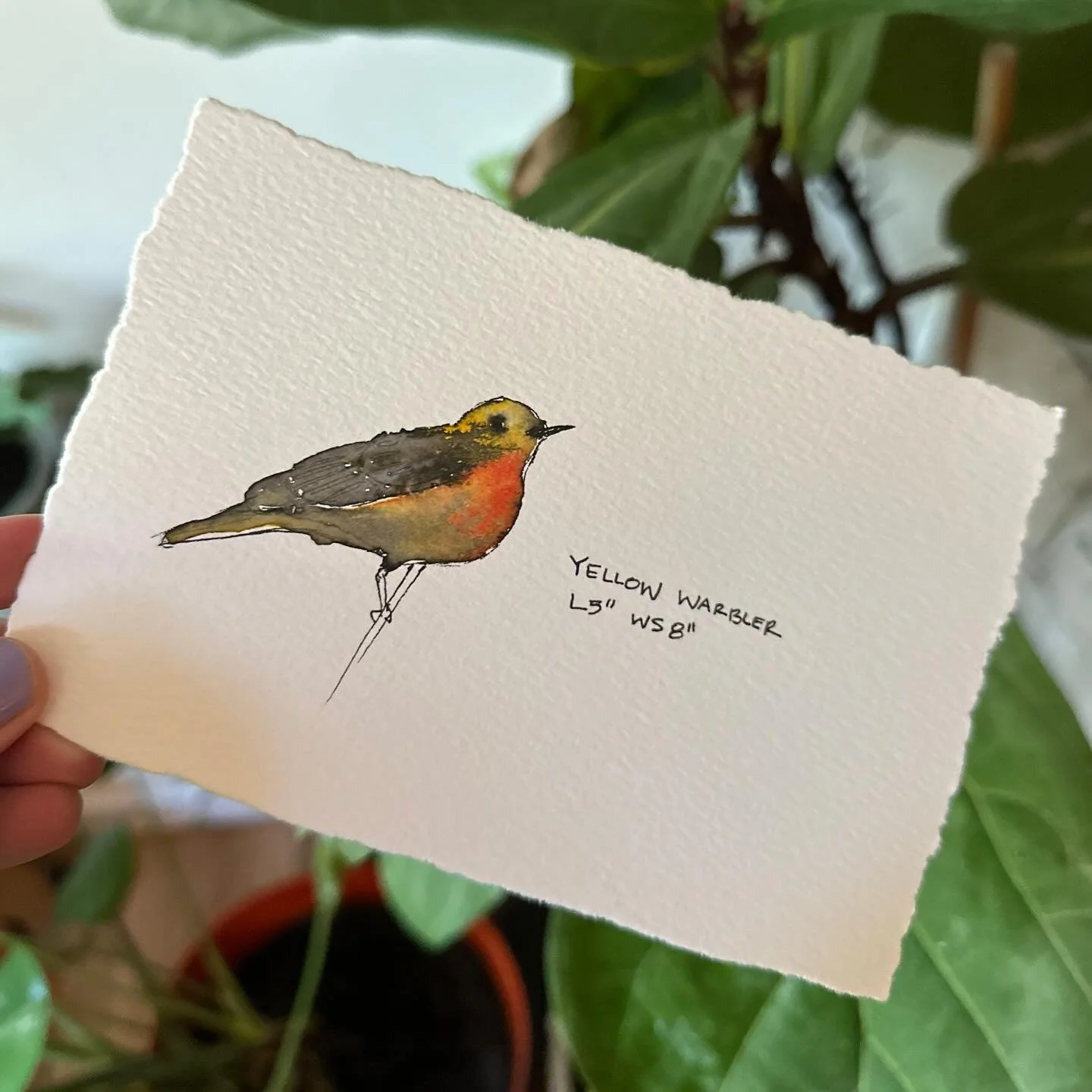 Yellow Warbler 

#watercolours #pnwbirds