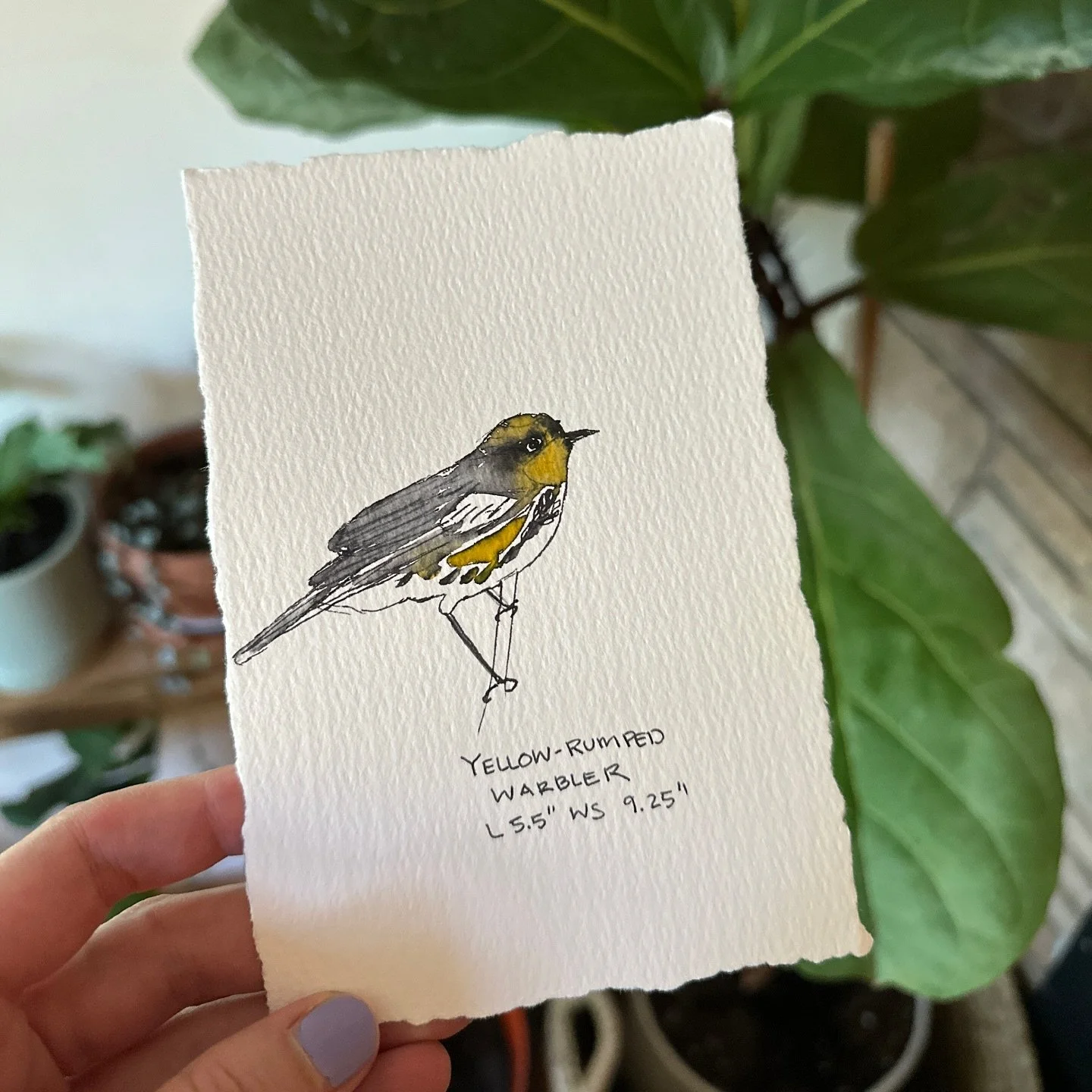 Yellow Rumped 

#watercolours #pnw #pnwhiking #pnwbirds
