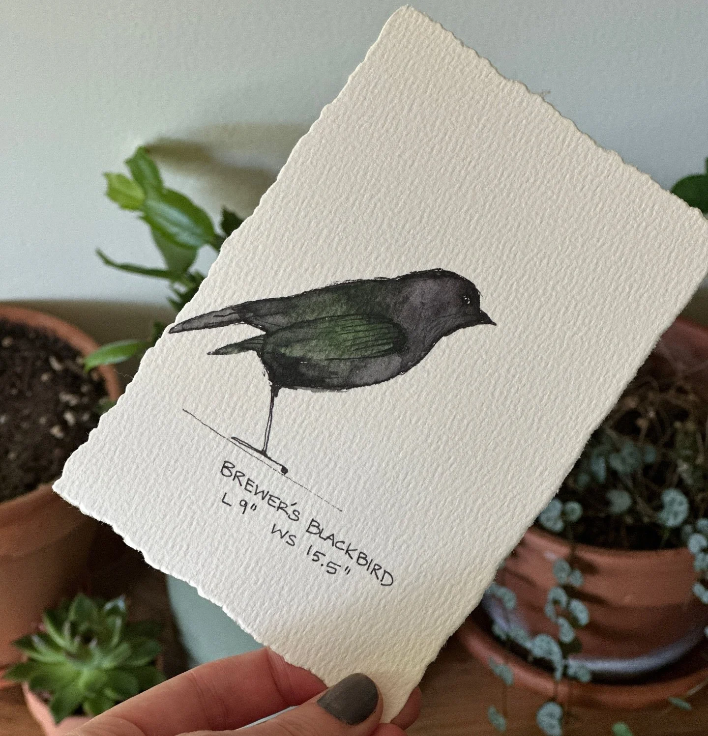 Brewer&rsquo;s Blackbird 

#watercolours #pnw #pnwhiking #pnwbirds #birds