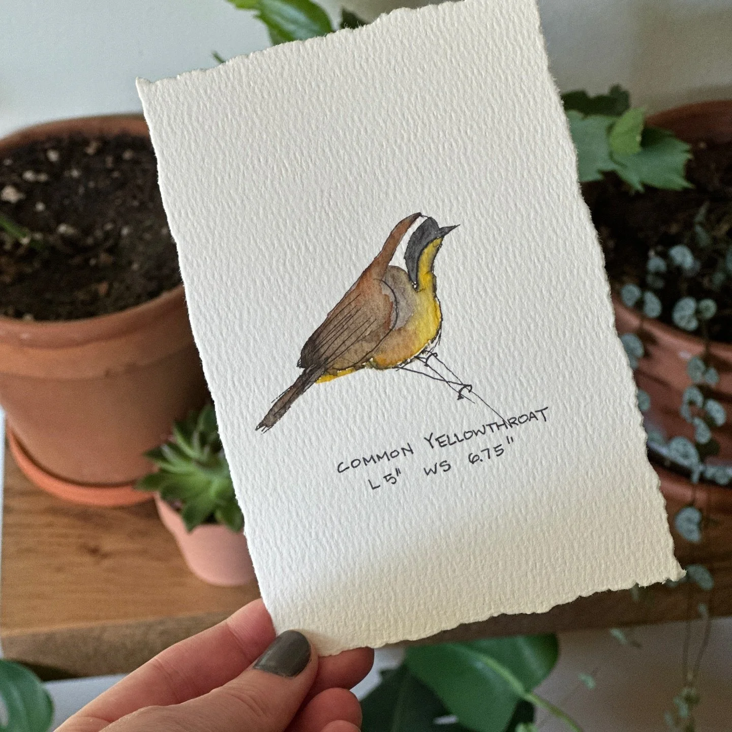 Common Yellowthroat 

#watercolours #pnw #pnwhiking #pnwbirds #birds