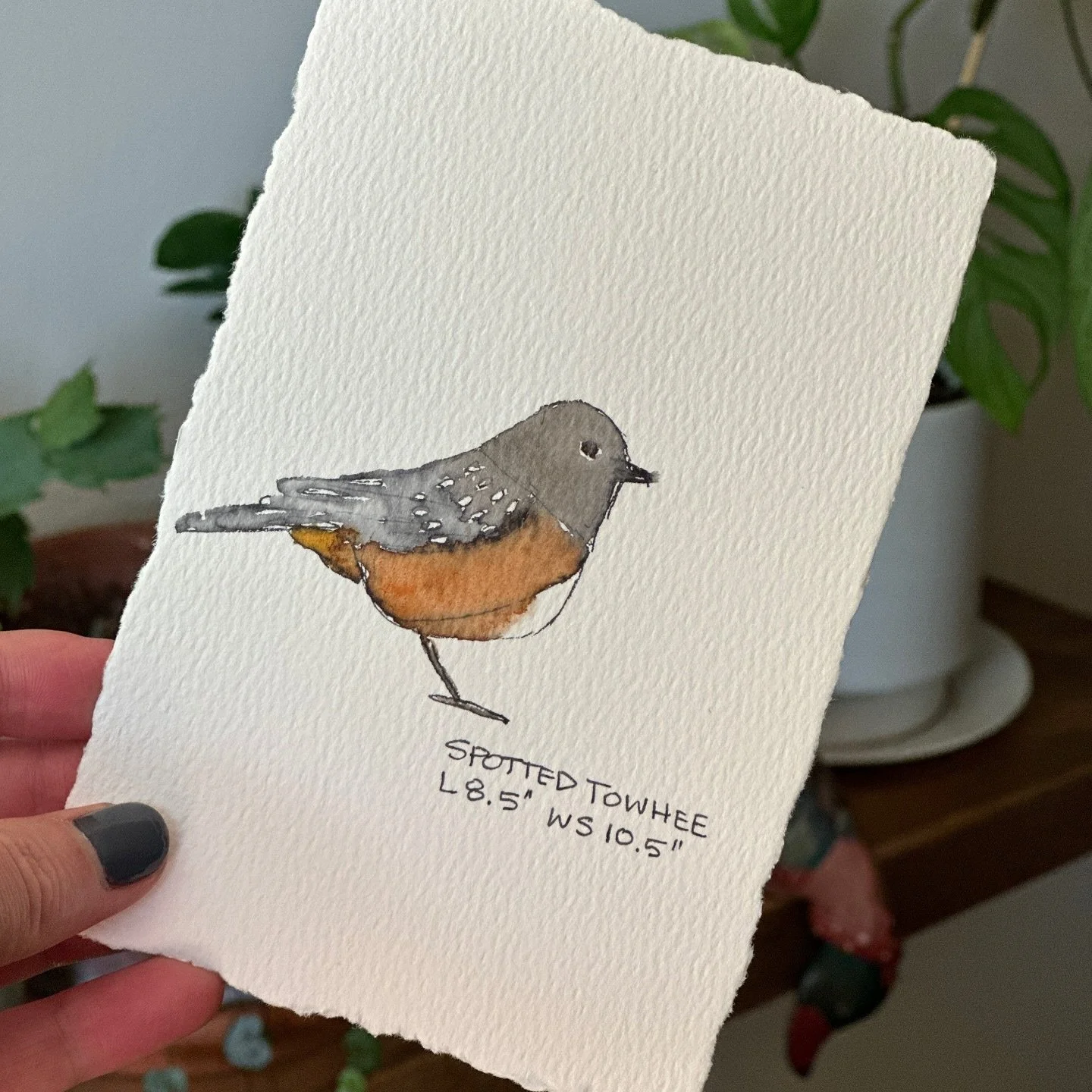 Spotted Towhee 

#watercolours #pnw #pnwhiking #pnwbirds #bird