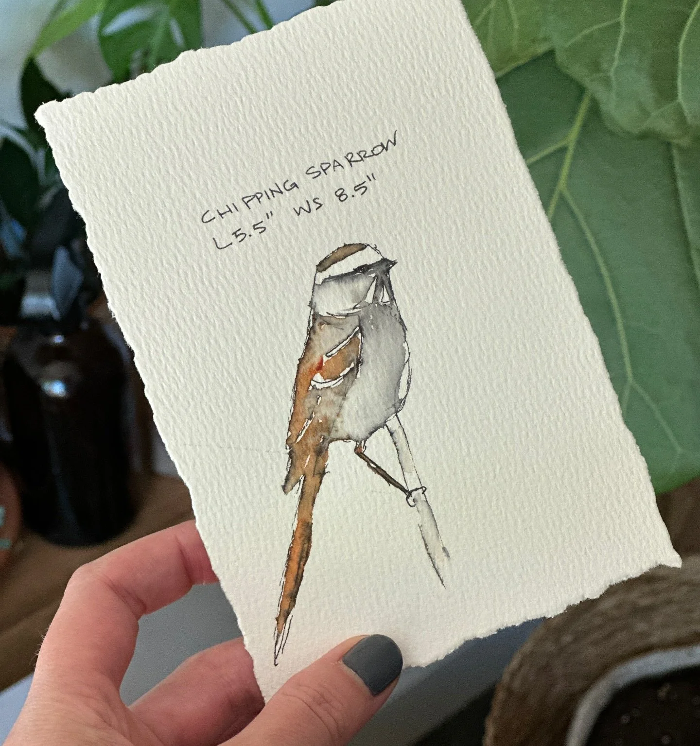Chipping Sparrow 

#watercolours #pnw #pnwhiking #pnwbird #bird
