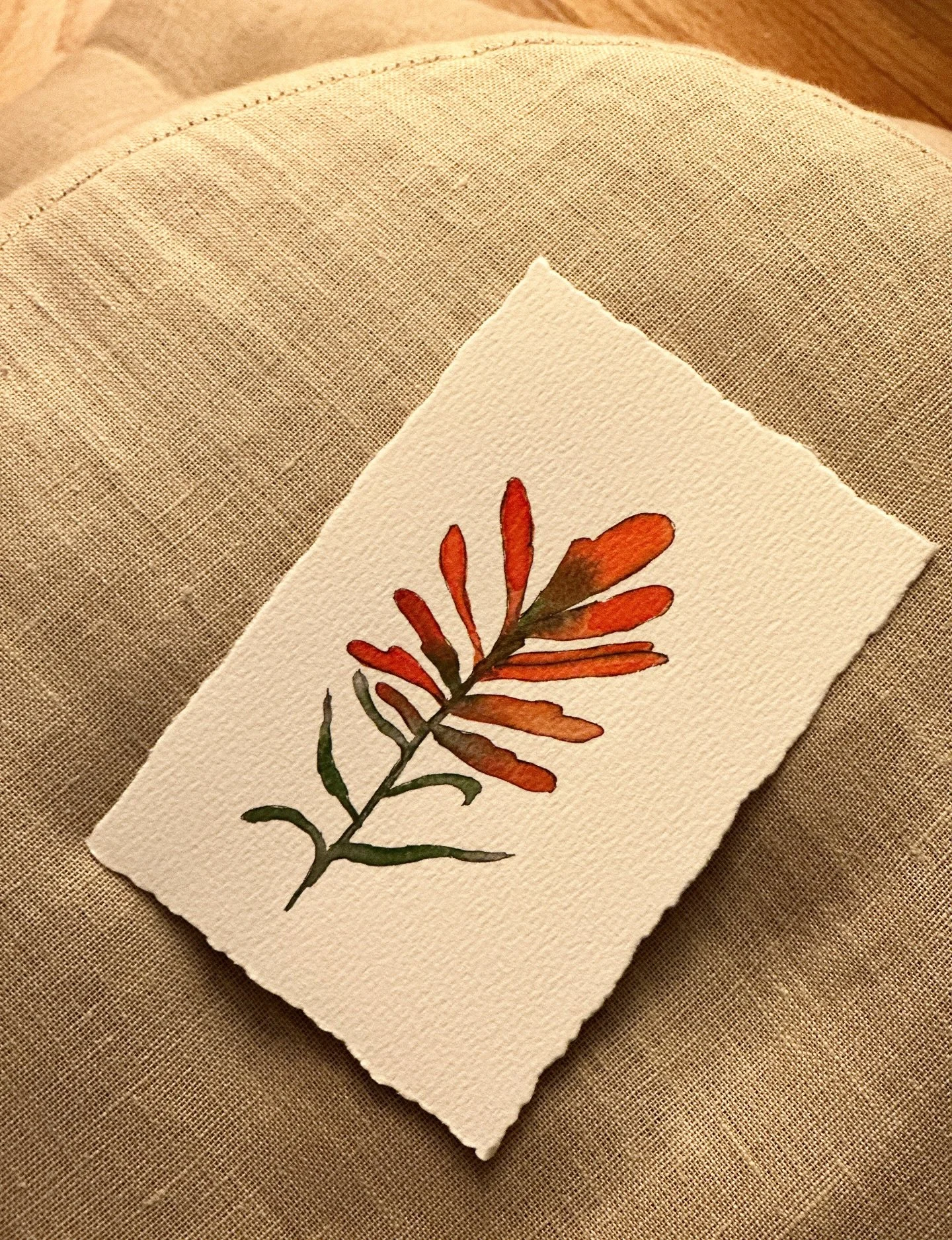 Indian paintbrush