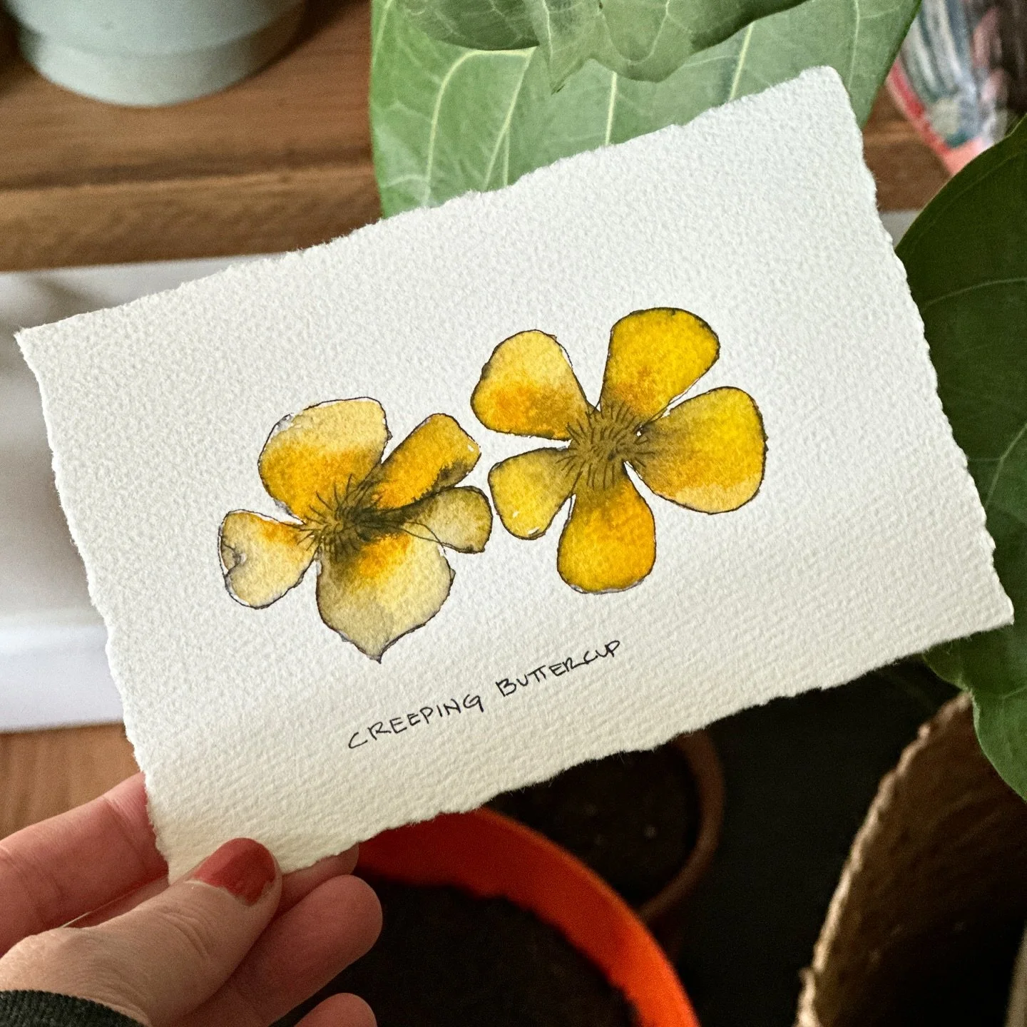 Creeping buttercup