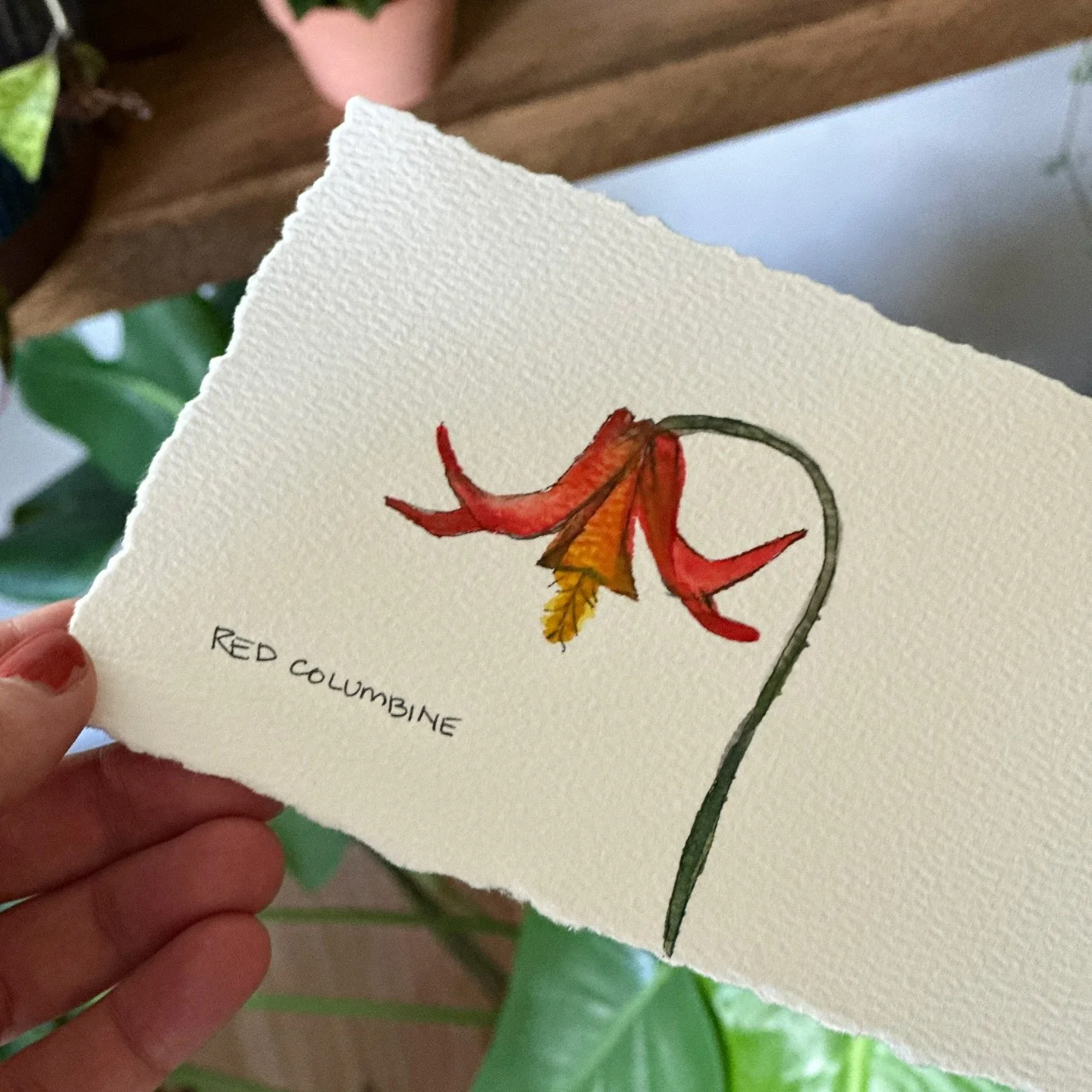 Red columbine