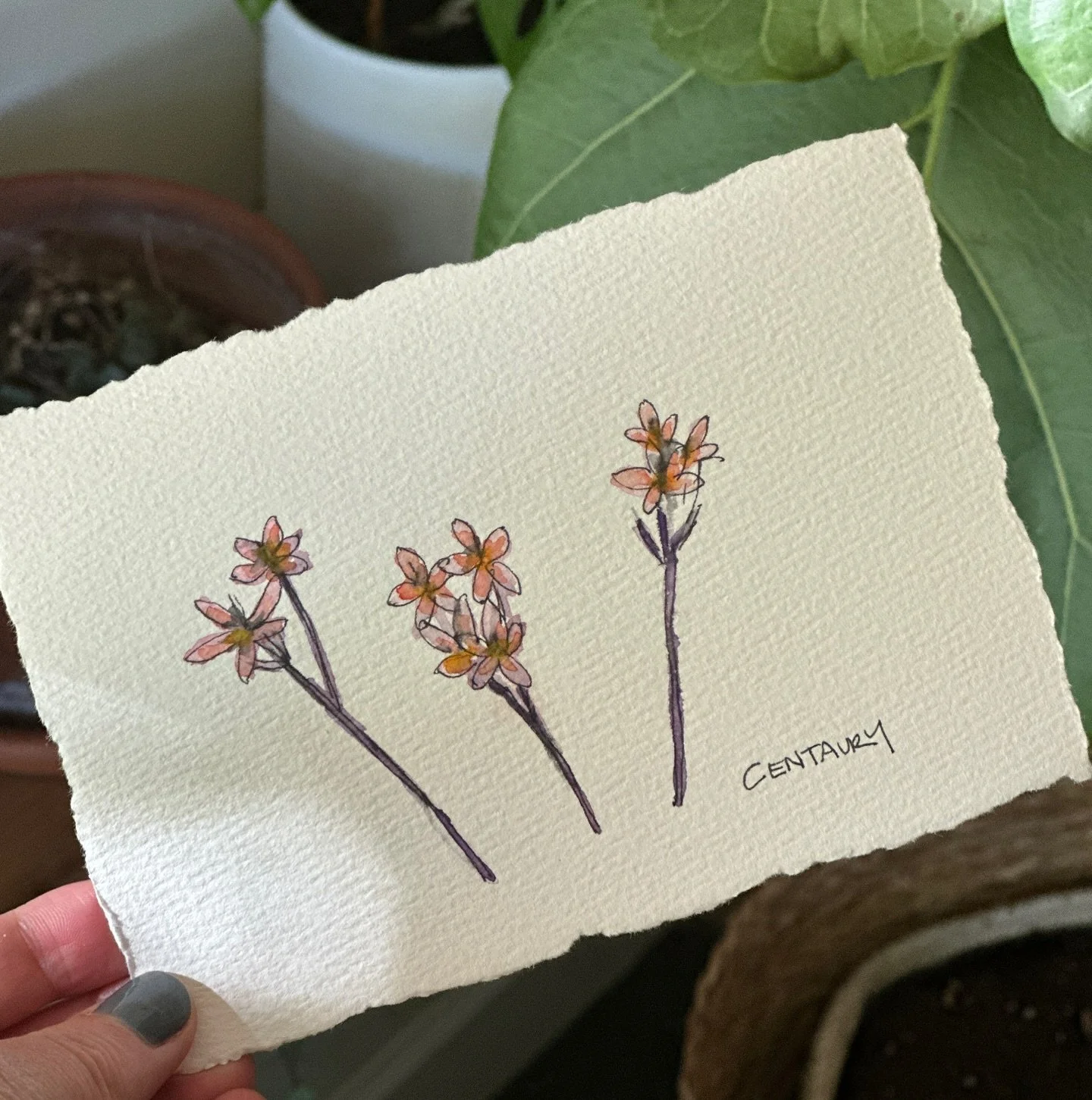 Centaury