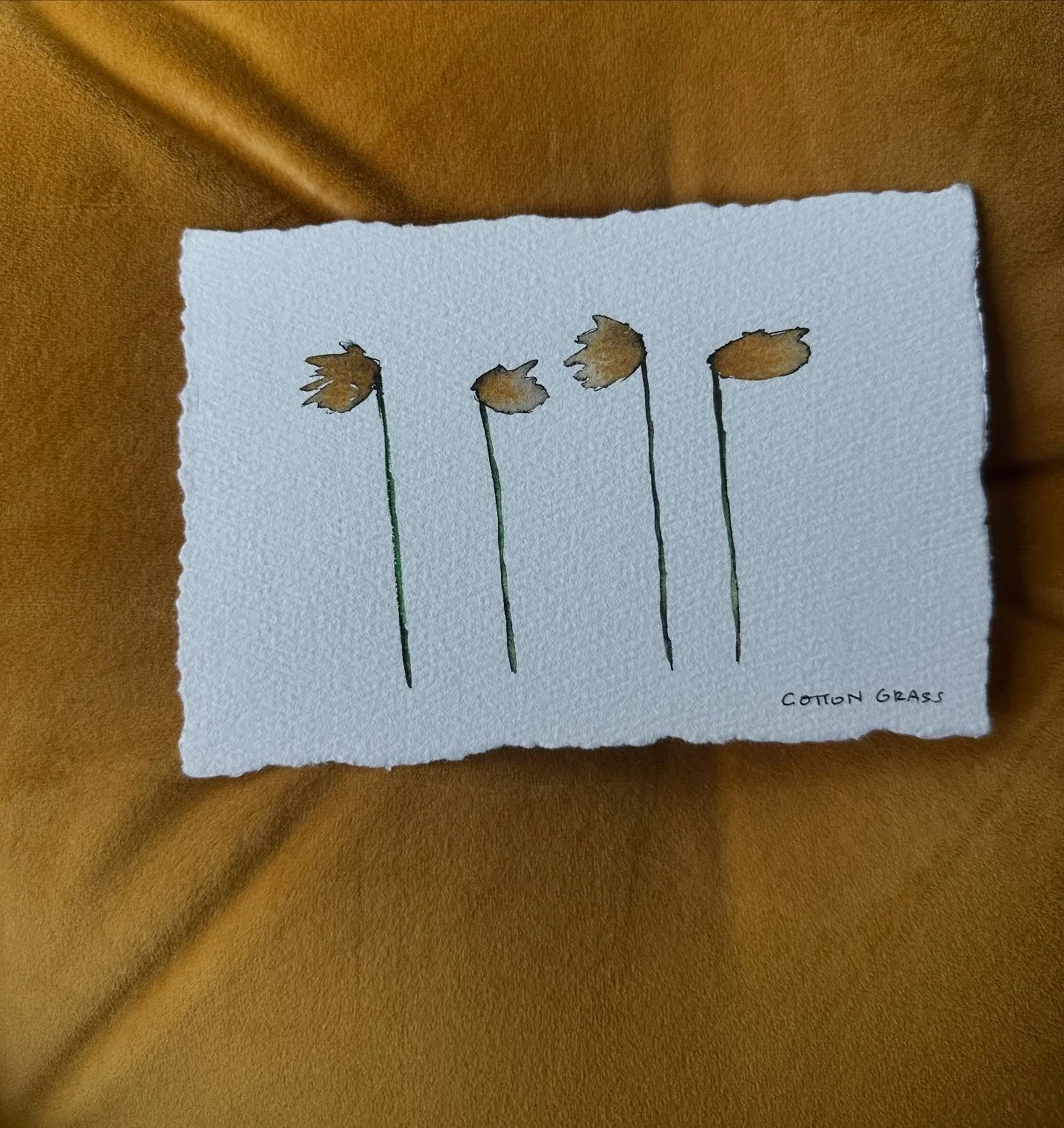 Cotton grass blowing in the wind