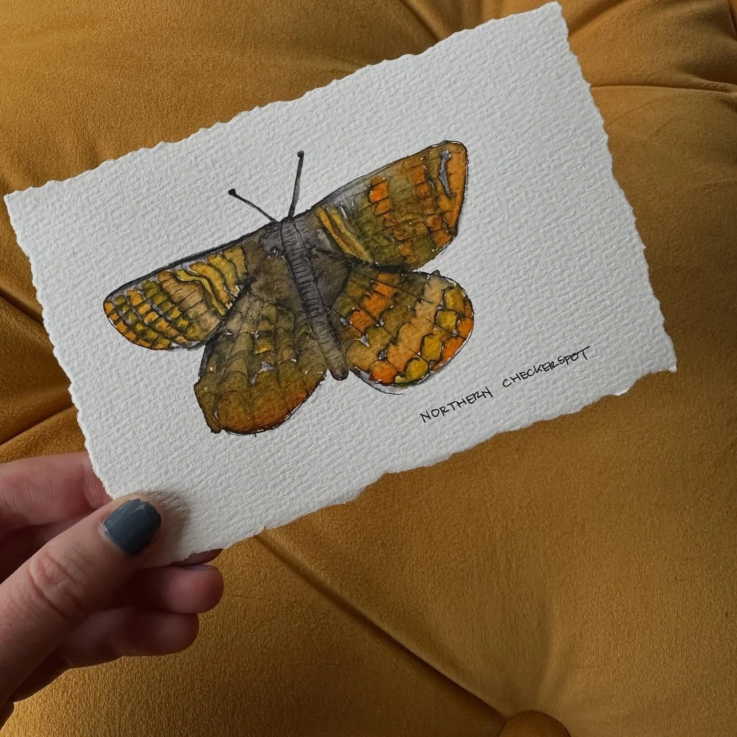 Northern Checkerspot