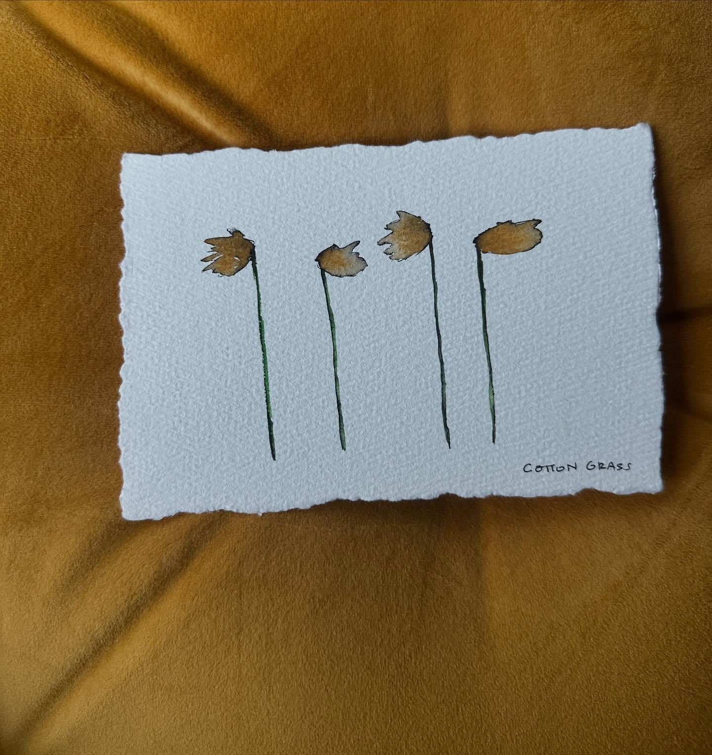 Cotton grass blowing in the wind