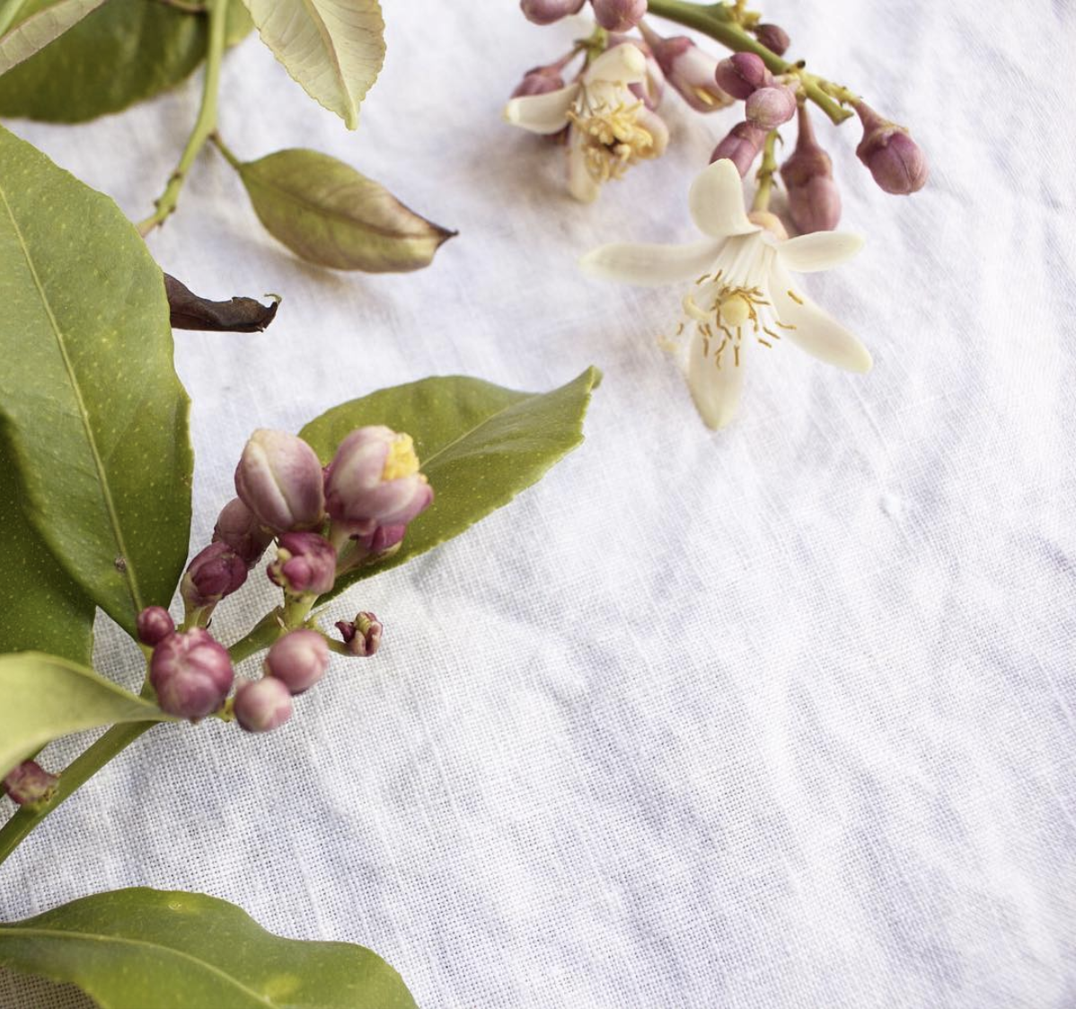 Screen Shot 2019-04-01 at 2.10.28 pm.png