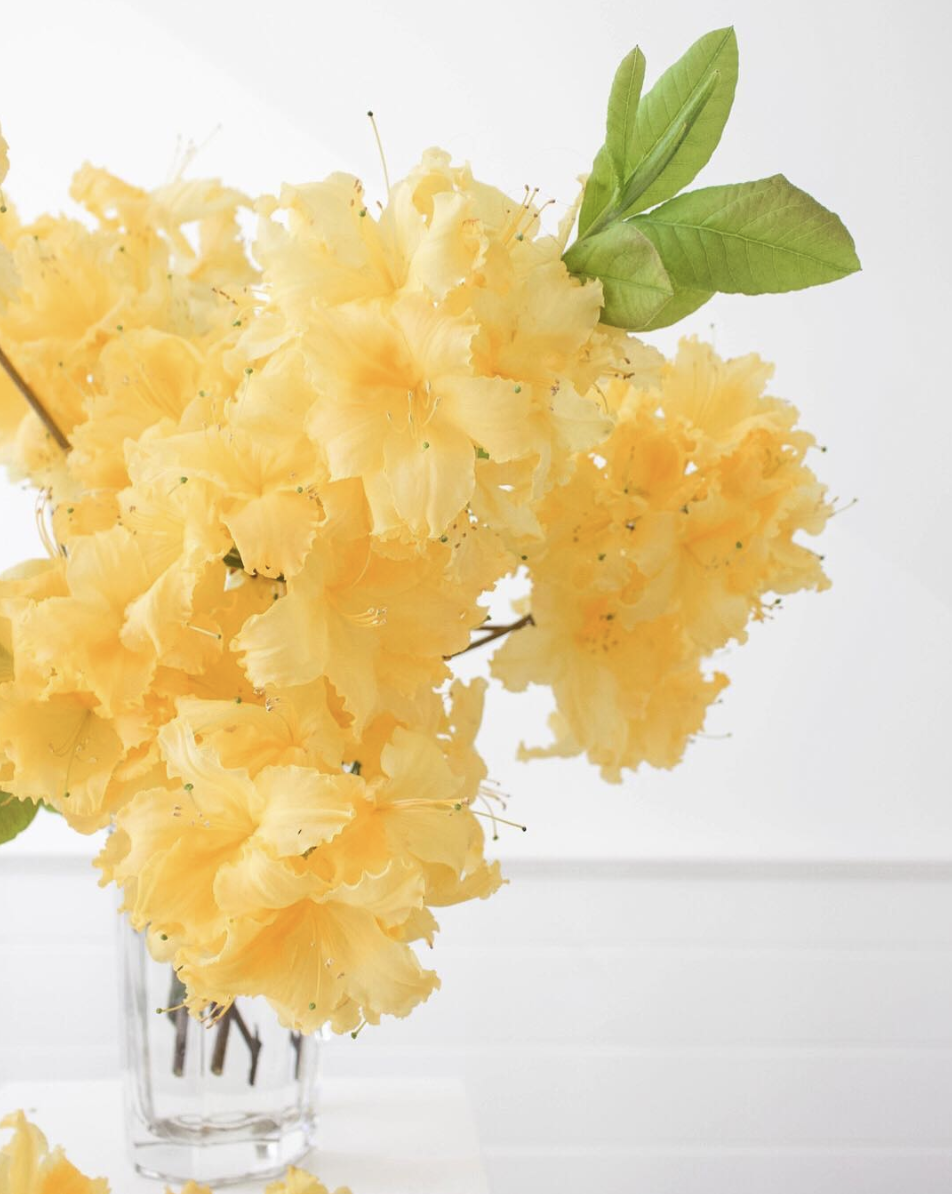 Screen Shot 2019-04-01 at 3.05.17 pm.png