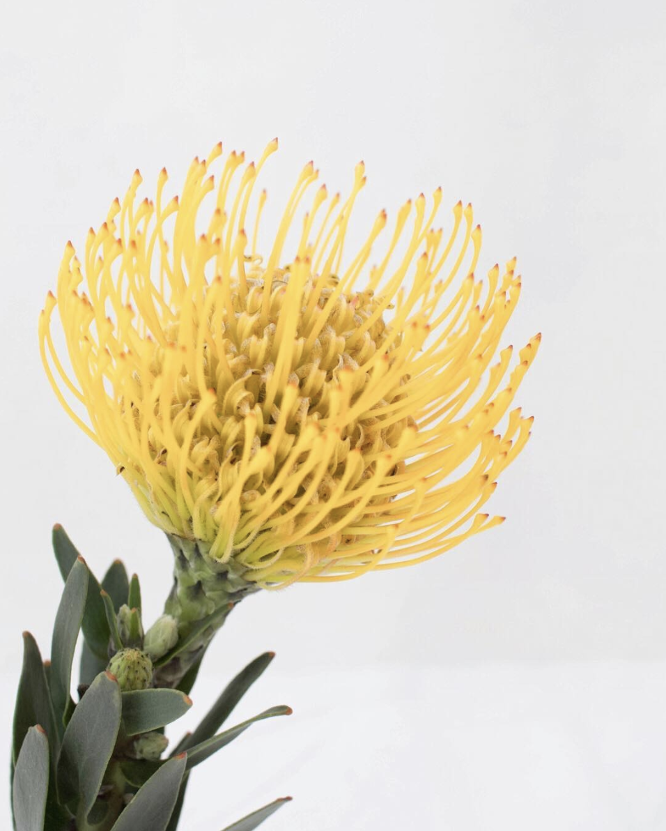 yellow pincushion flower